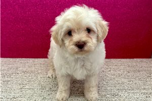 Bonnie - Havapoo for sale