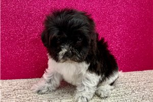 Blake - Havapoo for sale