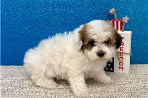 Tammy - Havapoo for sale