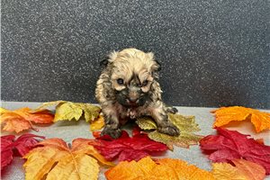 Kaylee - puppy for sale