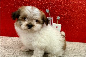 Tommy - Havapoo for sale