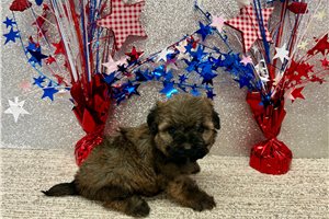 Sawyer - Havapoo for sale