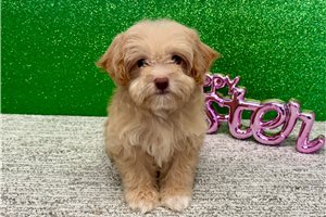 Harper - puppy for sale