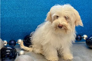 Banner - puppy for sale