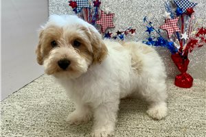 Bryson - Havapoo for sale