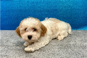 Tess - Havapoo for sale