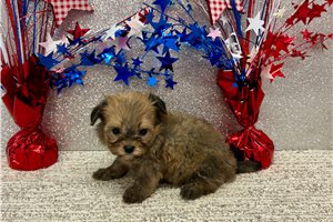 Samantha - Havapoo for sale