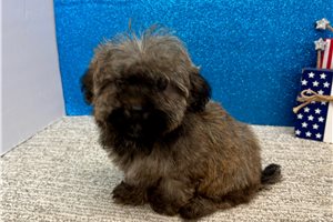 Sawyer - Havapoo for sale
