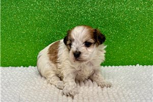Tommy - puppy for sale