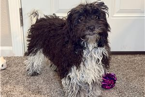 Timothy - Havapoo for sale