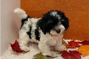 Slater - Havapoo for sale