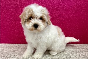 Bryson - Havapoo for sale