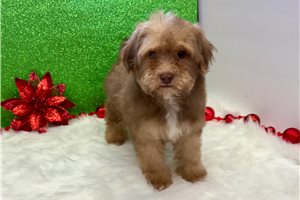 Kinsley - Havapoo for sale