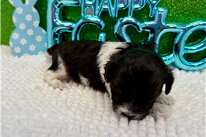 Blake - puppy for sale