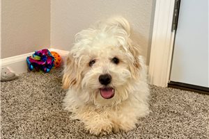 Timmy - Havapoo for sale