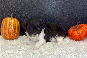 Zinnia - puppy for sale
