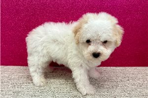 Braxton - Havapoo for sale