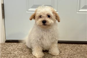 Timmy - Havapoo for sale