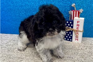 Timothy - Havapoo for sale