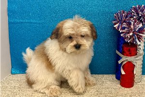 Tommy - Havapoo for sale