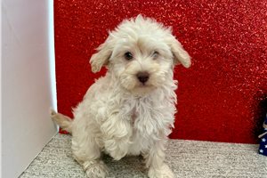 Bonnie - Havapoo for sale