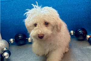 Miles - puppy for sale