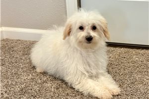 Trisha - puppy for sale