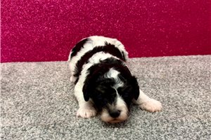 Slater - Havapoo for sale
