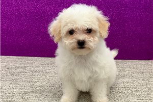 Holland - Havapoo for sale