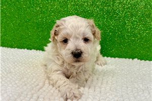 Timmy - Havapoo for sale