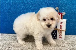 Trisha - Havapoo for sale