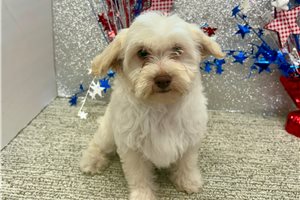 Bonnie - Havapoo for sale
