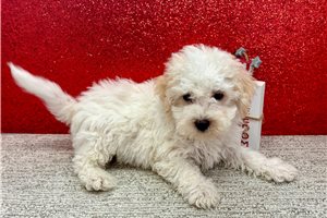 Braxton - Havapoo for sale