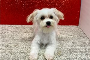 Hera - Havapoo for sale