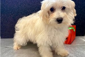 Quentin - puppy for sale