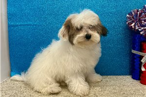 Tammy - Havapoo for sale