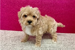 Beckett - Havapoo for sale