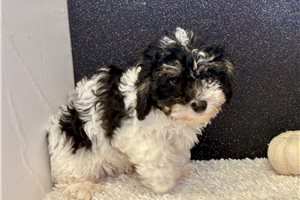 Slater - Havapoo for sale