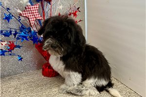 Blake - Havapoo for sale
