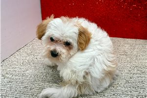 Tina - Havapoo for sale