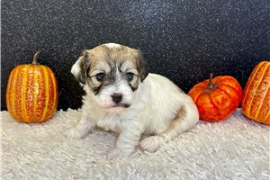 Zuri - puppy for sale