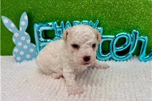 Braxton - puppy for sale