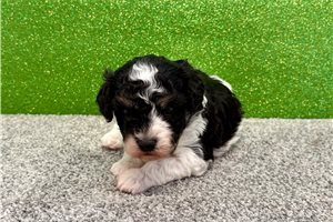 Slater - Havapoo for sale