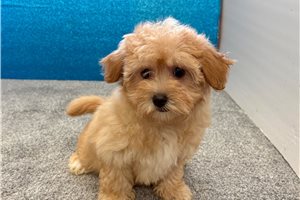 Thai - Havapoo for sale