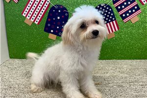 Hera - puppy for sale