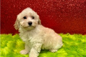 Sierra - Havapoo for sale