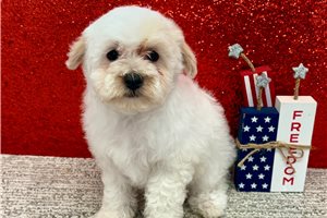 Trisha - Havapoo for sale