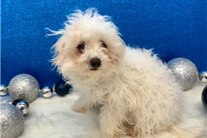 Wanda - Havapoo for sale