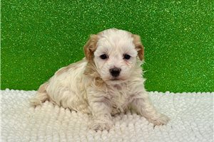 Tina - puppy for sale