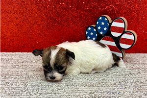 Serenity - puppy for sale